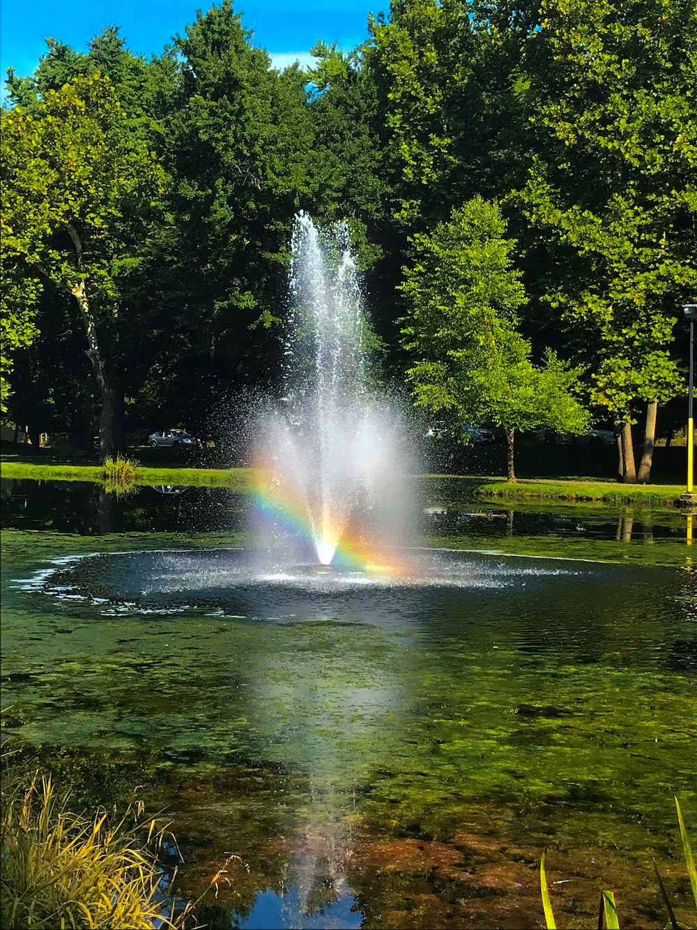 Fountain of water from a pond surrounded by green grass and various plants